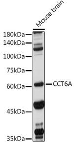 TCP-1 zeta Polyclonal Antibody