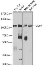 CD97 Polyclonal Antibody