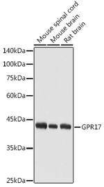 GPR17 Antibody in Western Blot (WB)
