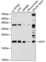 GPX7 Polyclonal Antibody