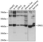 DRG1 Polyclonal Antibody