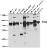 MKS1 Polyclonal Antibody