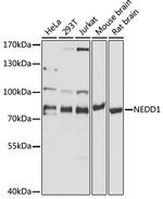 NEDD1 Antibody in Western Blot (WB)