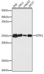 GSTK1 Antibody in Western Blot (WB)