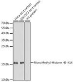 H3K14me1 Antibody in Western Blot (WB)