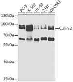 Cullin 2 Antibody in Western Blot (WB)