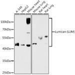 LUM Antibody in Western Blot (WB)