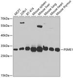 PSME1 Polyclonal Antibody