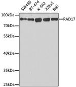 RAD17 Polyclonal Antibody
