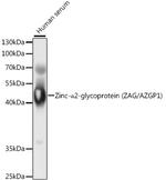 AZGP1 Polyclonal Antibody