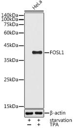Fra1 Polyclonal Antibody