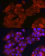 GFR alpha-1 Polyclonal Antibody