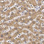 GFR alpha-1 Antibody in Immunohistochemistry (Paraffin) (IHC (P))