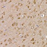 GFR alpha-1 Antibody in Immunohistochemistry (Paraffin) (IHC (P))