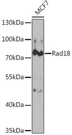 RAD18 Polyclonal Antibody