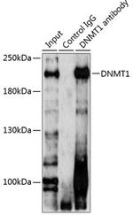 DNMT1 Polyclonal Antibody
