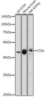 Cathepsin A Polyclonal Antibody