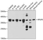 RPLP0 Antibody in Western Blot (WB)
