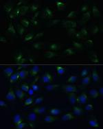 PGRMC1 Antibody in Immunocytochemistry (ICC/IF)