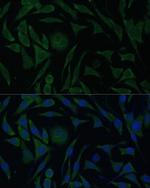 PGRMC1 Antibody in Immunocytochemistry (ICC/IF)