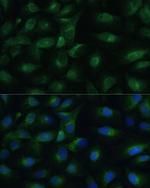 PGRMC1 Polyclonal Antibody