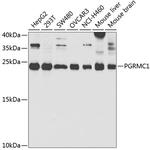 PGRMC1 Antibody in Western Blot (WB)