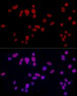 CREM Polyclonal Antibody