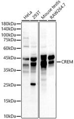 CREM Antibody in Western Blot (WB)