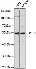 PLTP Polyclonal Antibody