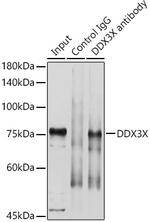 DDX3 Antibody in Immunoprecipitation (IP)