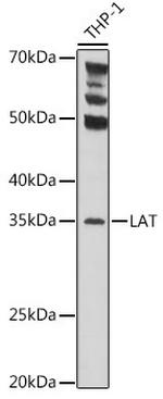 LAT Polyclonal Antibody