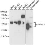 SH3GL2 Antibody in Western Blot (WB)