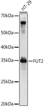 FUT2 Polyclonal Antibody