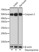 Caspase 2 Polyclonal Antibody