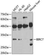 Livin Polyclonal Antibody