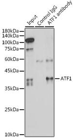 ATF1 Antibody in Immunoprecipitation (IP)