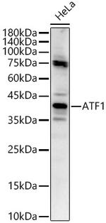 ATF1 Polyclonal Antibody