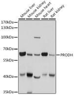 PRODH Polyclonal Antibody