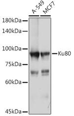 Ku80 Antibody in Western Blot (WB)