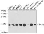 RPS12 Antibody in Western Blot (WB)