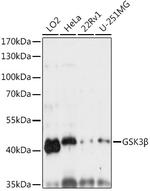 GSK3B Polyclonal Antibody