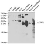 CFDP1 Polyclonal Antibody