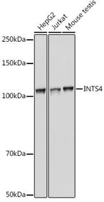 INTS4 Polyclonal Antibody