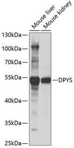 DPYS Polyclonal Antibody