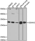 DDAH2 Antibody in Western Blot (WB)