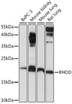 RhoD Antibody in Western Blot (WB)