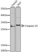 Caspase 14 Polyclonal Antibody