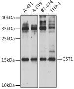 CST1 Polyclonal Antibody