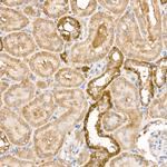 GPLD1 Antibody in Immunohistochemistry (Paraffin) (IHC (P))