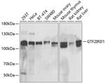 GTF2IRD1 Polyclonal Antibody